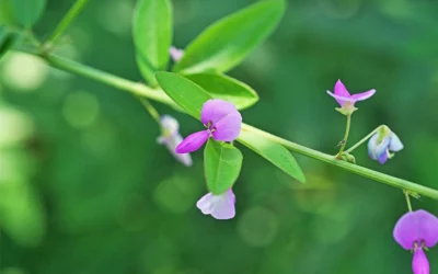 Desmodium